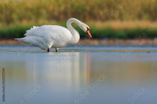 Mute swan (Cygnus olor) photo