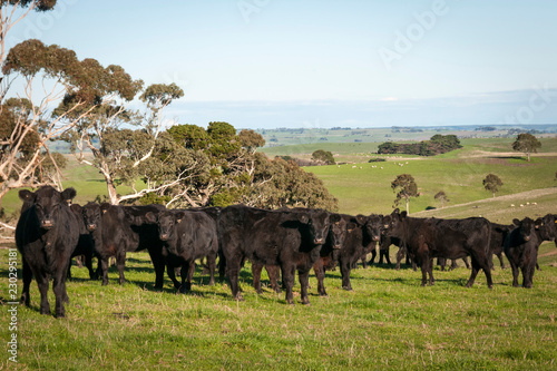 COW AUSTRALIA