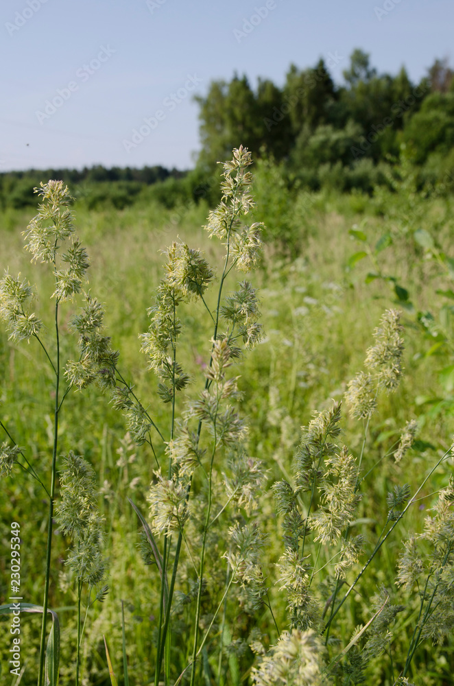 Obraz premium summer in the field