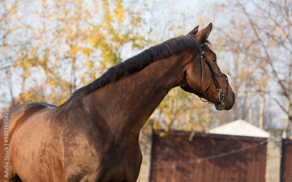 Obraz portrait of sportive warmblood horse at fall background