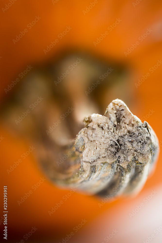 Macro detail of texture of pumpkin stem, selective focus, vertical close-up Macro detail of texture of pumpkin stem, selective focus, vertical close-up