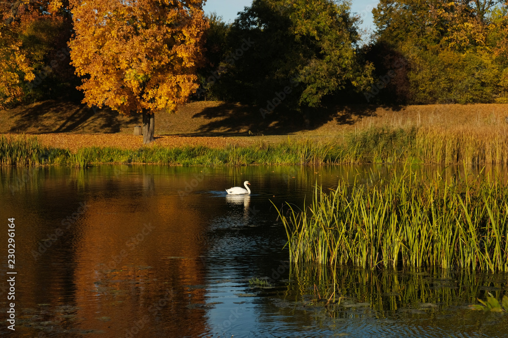 Fototapeta premium Polska, Gdańsk - jesienny krajobraz z łabędziem nad rzeką Motławą, oświetlony wieczornym słońcem