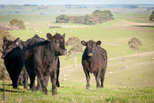 COW AUSTRALIA © francoschettini
