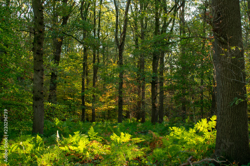 Morning forest in autumn with fern covering the ground. Location: Germany, North Rhine-Westphalia, Hoxfeld. © Stefanie