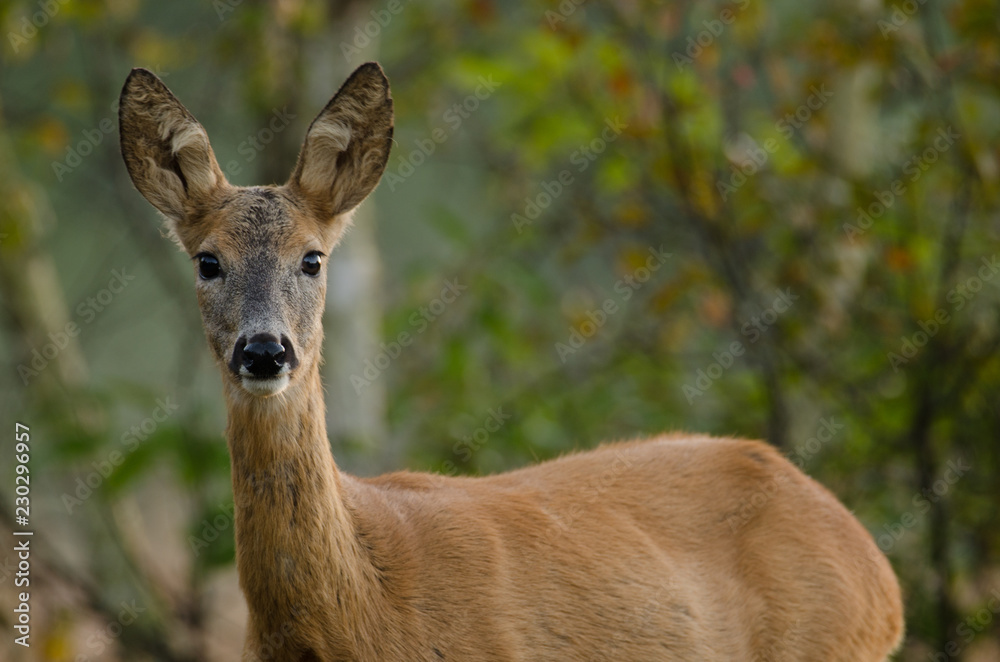 Sarna (Capreolus capreolus)