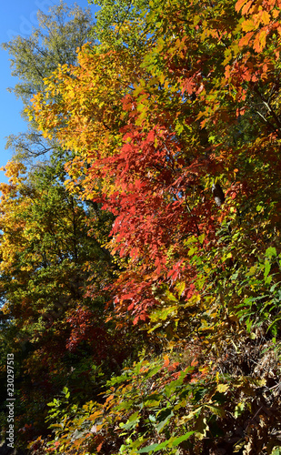 autumn landscape colours