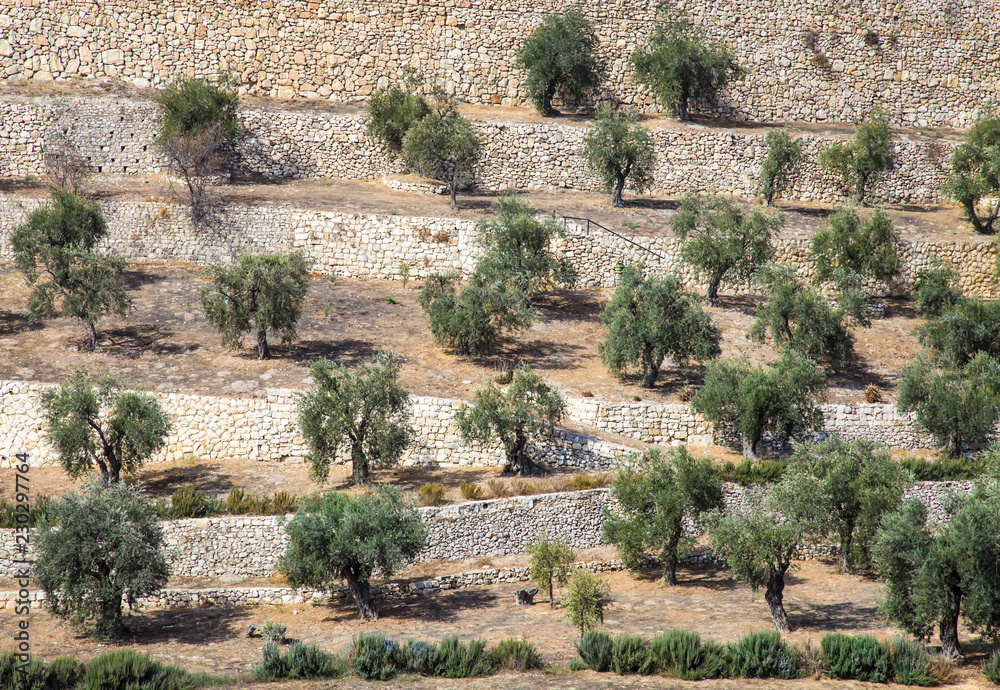 Olive trees at the foot of the Temple Mount, Jerusalem, Israel