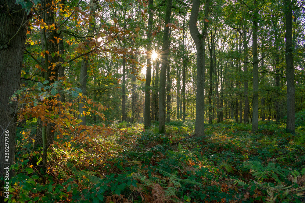 Autumn forest at morning light with lens flare. Location: Germany, North Rhine-Westphalia, Hoxfeld. Autumn forest at morning light with lens flare. Location: Germany, North Rhine-Westphalia, Hoxfeld.