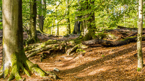 Trail through National Park Posbank Veluwe in Gelderland  Netherlands