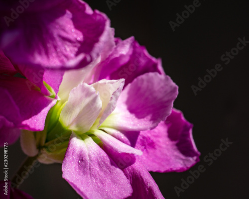 Fototapeta Naklejka Na Ścianę i Meble -  Pink flower closeup