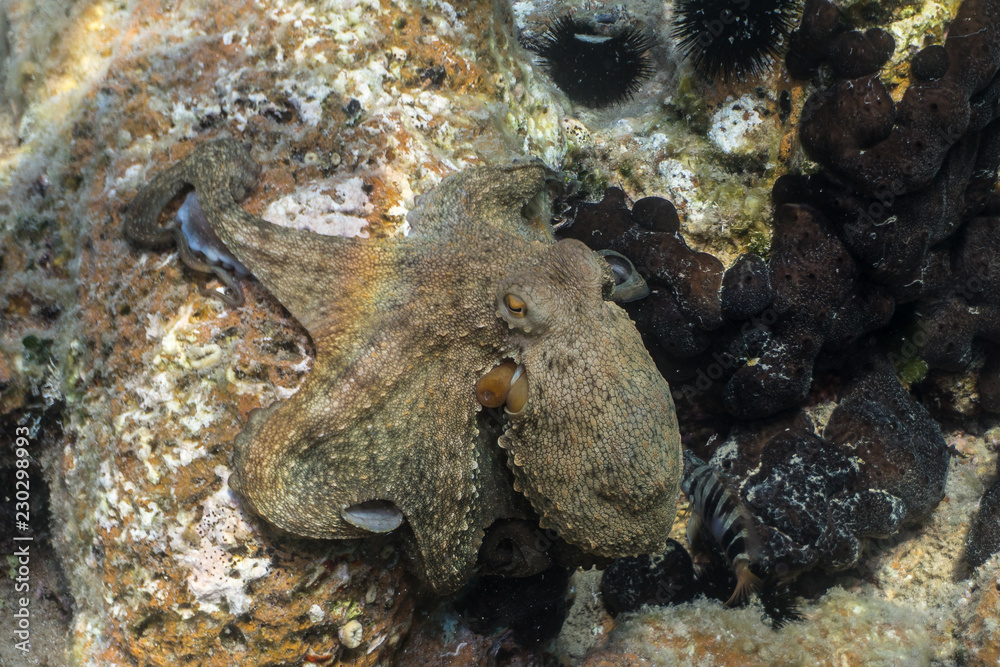 Common octopus, Gemeiner Krake (Octopus vulgaris). Underwater in open Common octopus, Gemeiner Krake (Octopus vulgaris). Underwater in open