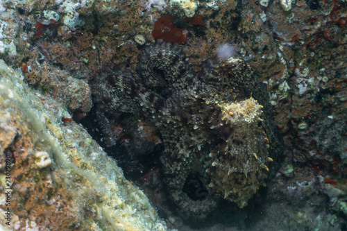 Fototapeta Naklejka Na Ścianę i Meble -  Common octopus, Gemeiner Krake (Octopus vulgaris). Underwater in open