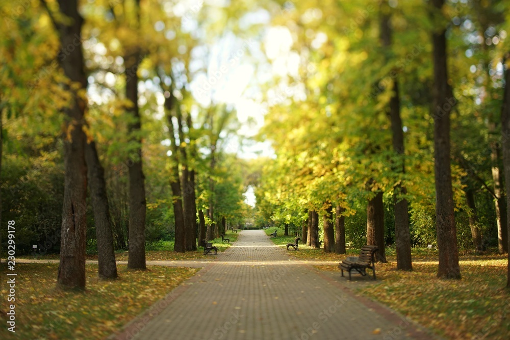 Naklejka premium alley in autumn in a park among tall old trees and benches