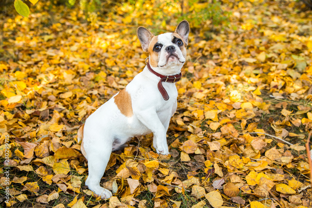 Portrait of a French bulldog of fawn and white color against the background of autumn leaves and grass
