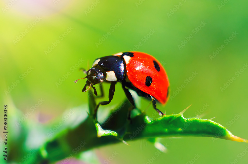 ladybug