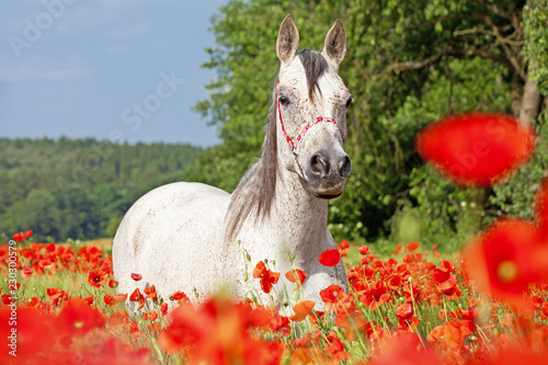 Fototapeta Naklejka Na Ścianę i Meble -  Portrait of nice arabian horse in red poppy field