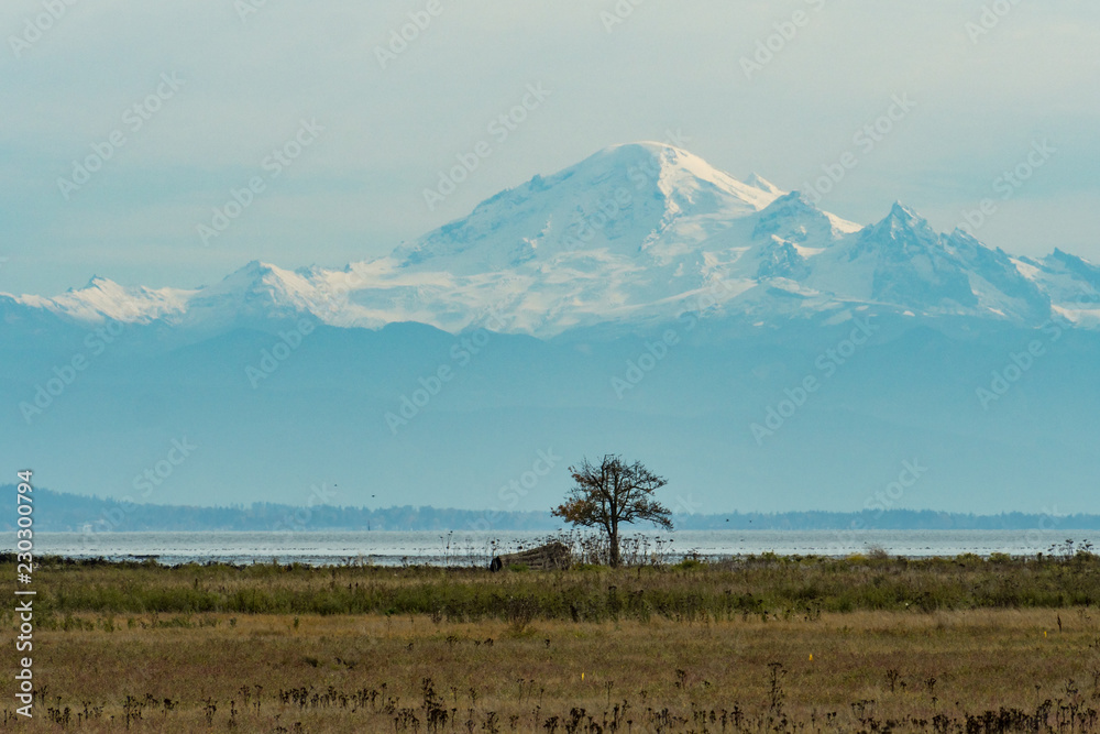 single tree at the edge of the flats near the ocean with mount Baker at background single tree at the edge of the flats near the ocean with mount Baker at background