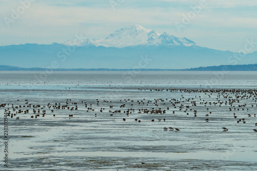 flock of wild birds on the water surface with mount baker at background under overcast sky