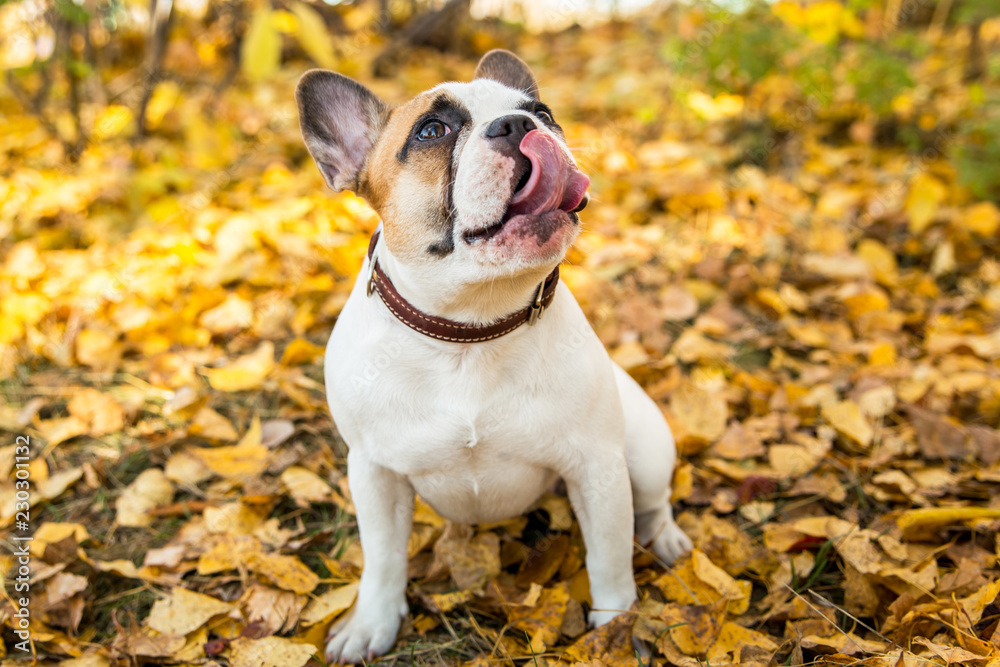 Portrait of a French bulldog of fawn and white color against the background of autumn leaves and grass Portrait of a French bulldog of fawn and white color against the background of autumn leaves and grass
