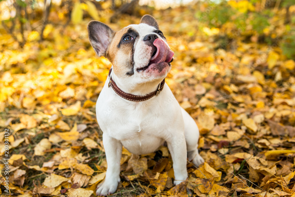 Portrait of a French bulldog of fawn and white color against the background of autumn leaves and grass