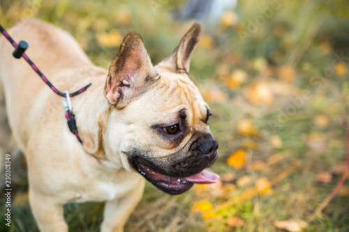 Portrait of a French bulldog of fawn and white color against the background of autumn leaves and grass © vika33