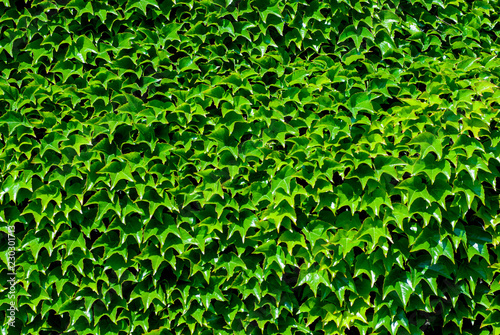 Texture of bright green foliage closeup 