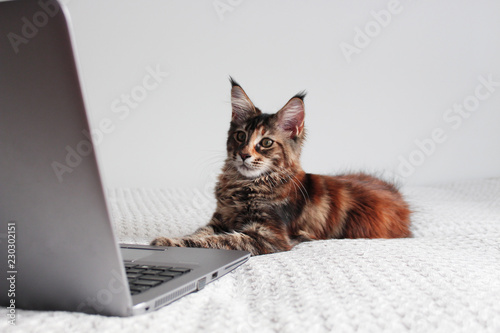 young maine coon kitten cat using a gray laptop on white background. working with computer concept