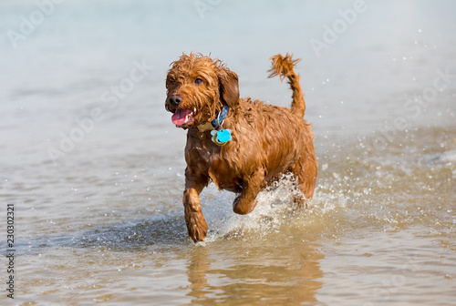 Miniature golden doodle playing in water