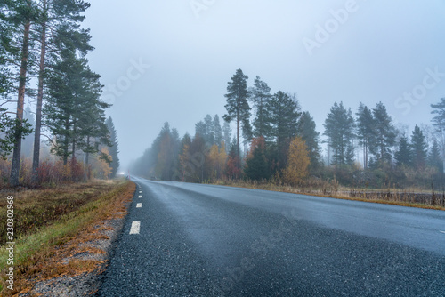 asphalt road in pine tree forest  one car at the horizon line drive with bright lights  quite foggy after the rain