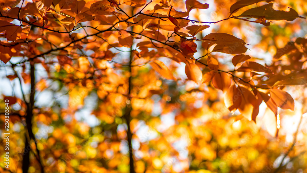 Bright colorful leaves on the branches in the autumn forest.