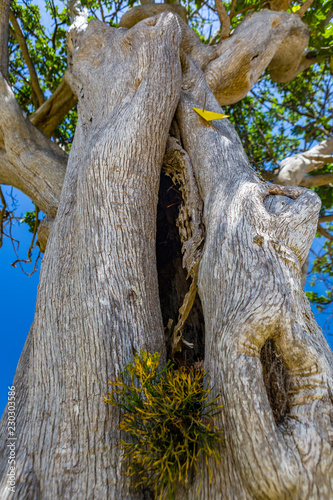 alter knoriger Baum mit Moosbewuchs, Neuseeland