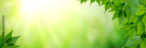Panorama Of Fresh Green Leaves And Sunlight 