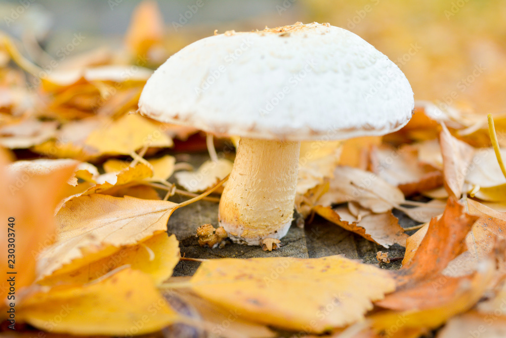 White Wood mushroom with white fluffy hat on tree trunk, autumn fallen leaves White Wood mushroom with white fluffy hat on tree trunk, autumn fallen leaves