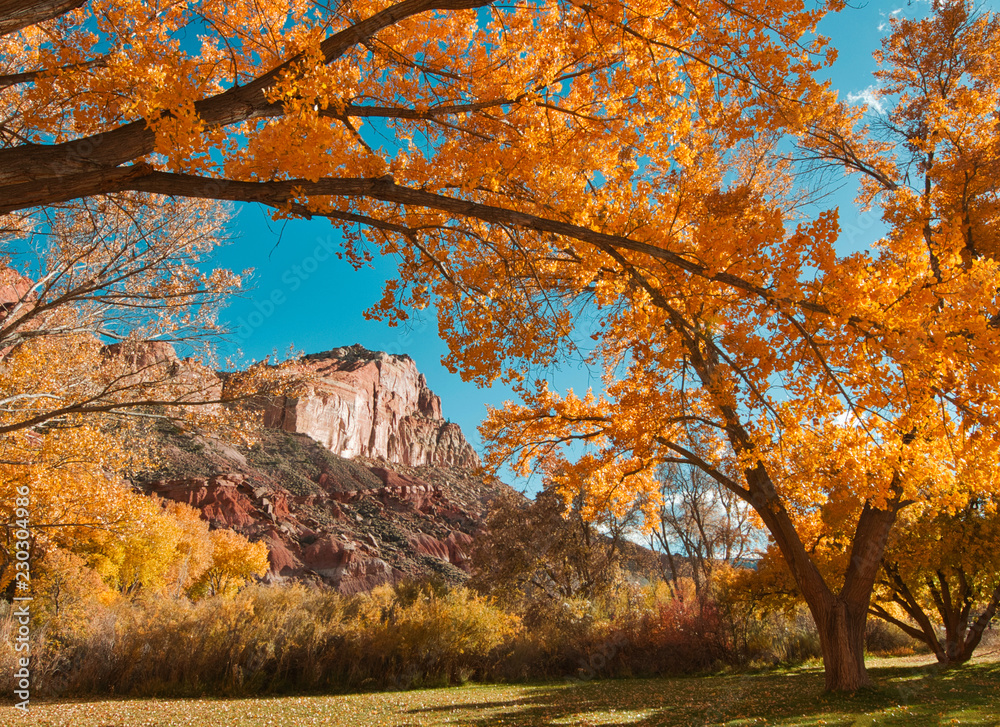 Fall color in Utah
