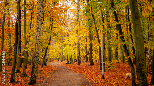 Amazing park of luminous autumnal colors with hidden dog. 