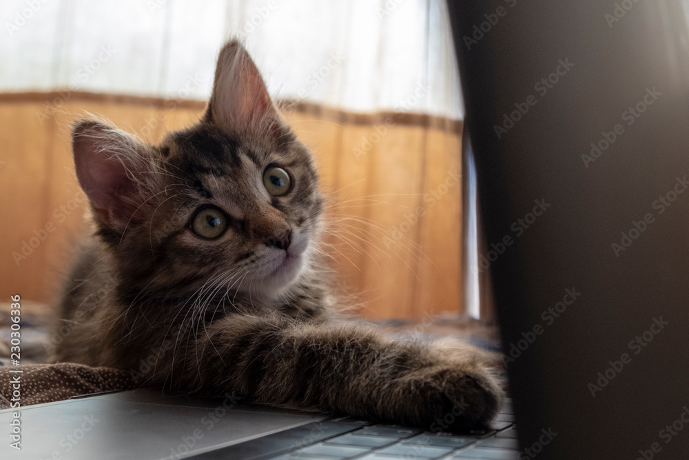 Siberian kitten looking at a laptop stretching out its paw. Siberian kitten looking at a laptop stretching out its paw.