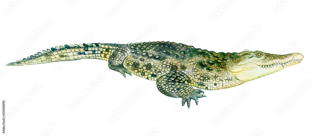 Easy Alligator drawing] Learn how to draw Cute Crocodile - EASY TO DRAW  EVERYTHING