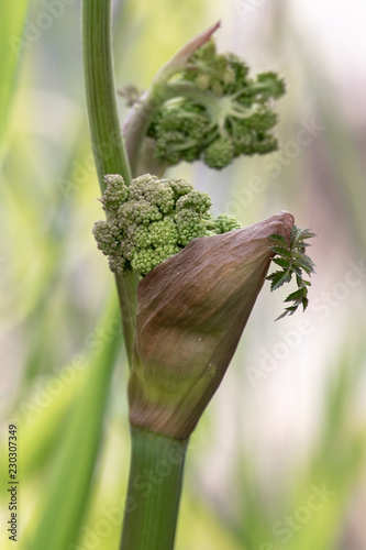 Close up of emerging umbel of tiny flower buds of Angelica sylvestris, aka wild angelica, which prevents scurvy; found at Kökar, a municipality of the Åland Islands, Finland. photo