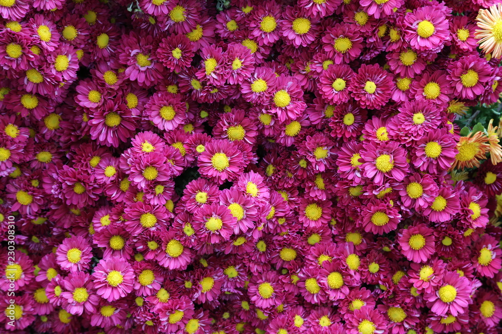 Beautiful autumn flowers of Chrysanthemum of different colors Beautiful autumn flowers of Chrysanthemum of different colors
