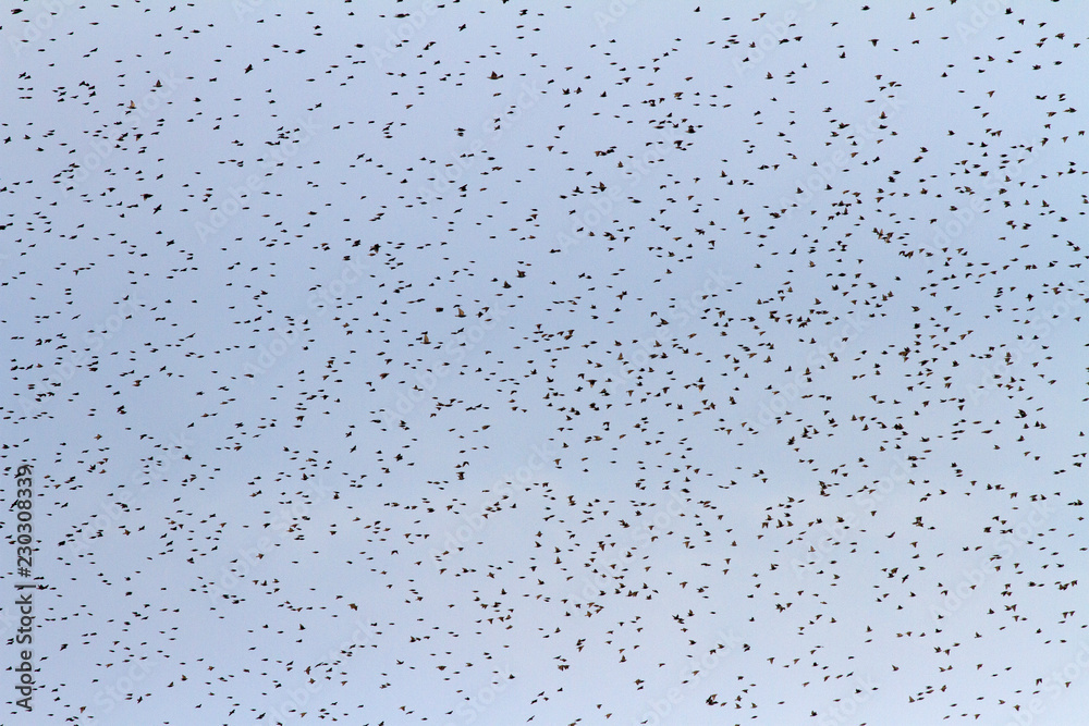 Εκτύπωση καμβά Many birds