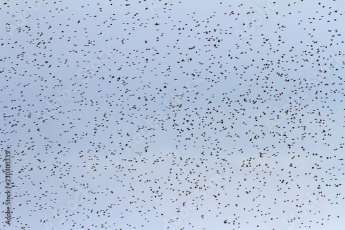 Slika na platnu Many birds