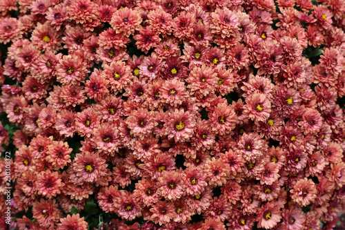 Fototapeta Naklejka Na Ścianę i Meble -  Beautiful autumn flowers of Chrysanthemum of different colors
