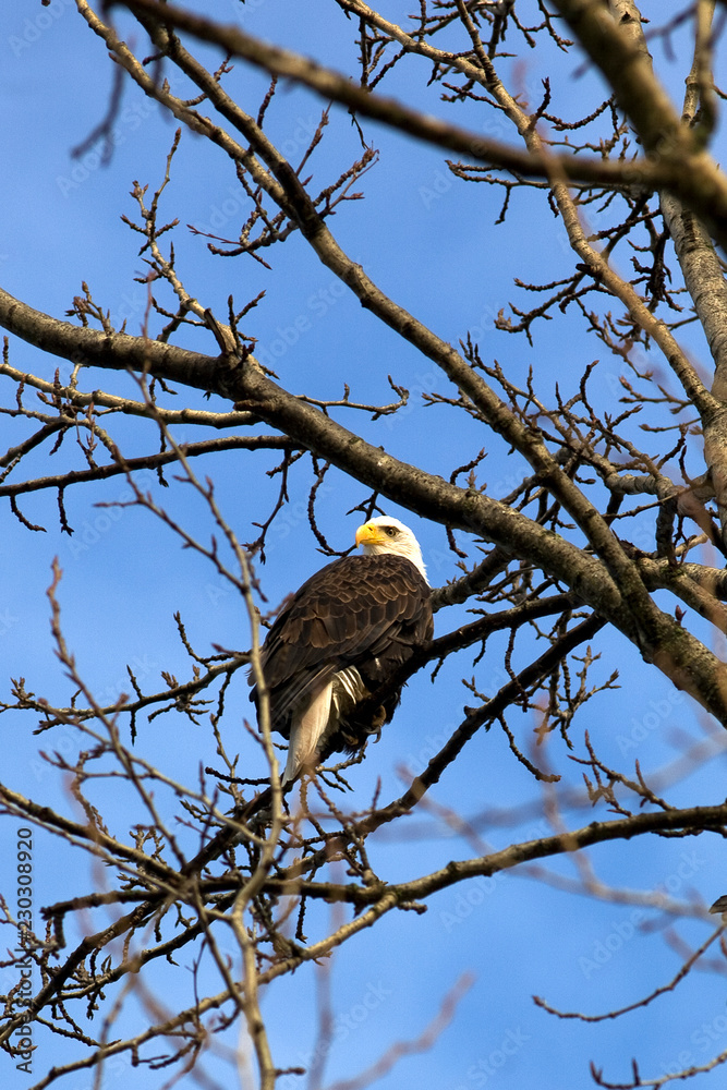 eagle in a treebr eagle in a treebr
