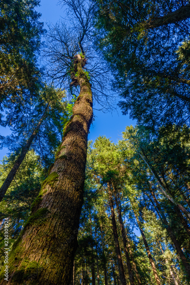 Fototapeta premium Looking into the sky from within the forest at UBC