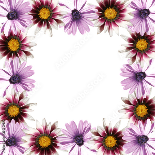 Beautiful floral background from Gazania 