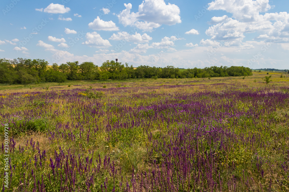 Meadow with wild purple salvia flowers. Summer landscape Meadow with wild purple salvia flowers. Summer landscape