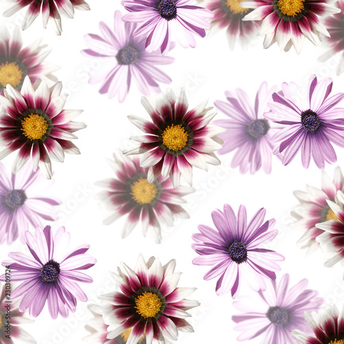 Beautiful floral background from Gazania   