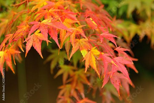 Fall Colors Leaves Closeup #230309771