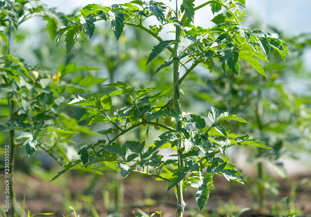 Green tomato