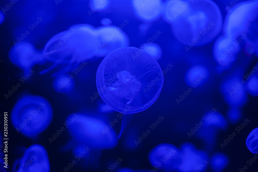 Jellyfish in action in the aquarium,Creating beautiful effect while in motion Jellyfish in action in the aquarium,Creating beautiful effect while in motion